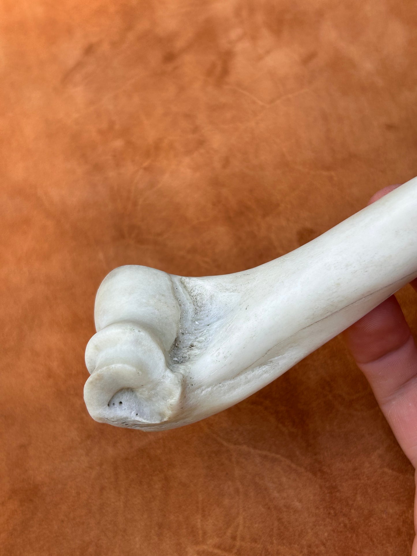 Bone Handle Obsidian Dagger