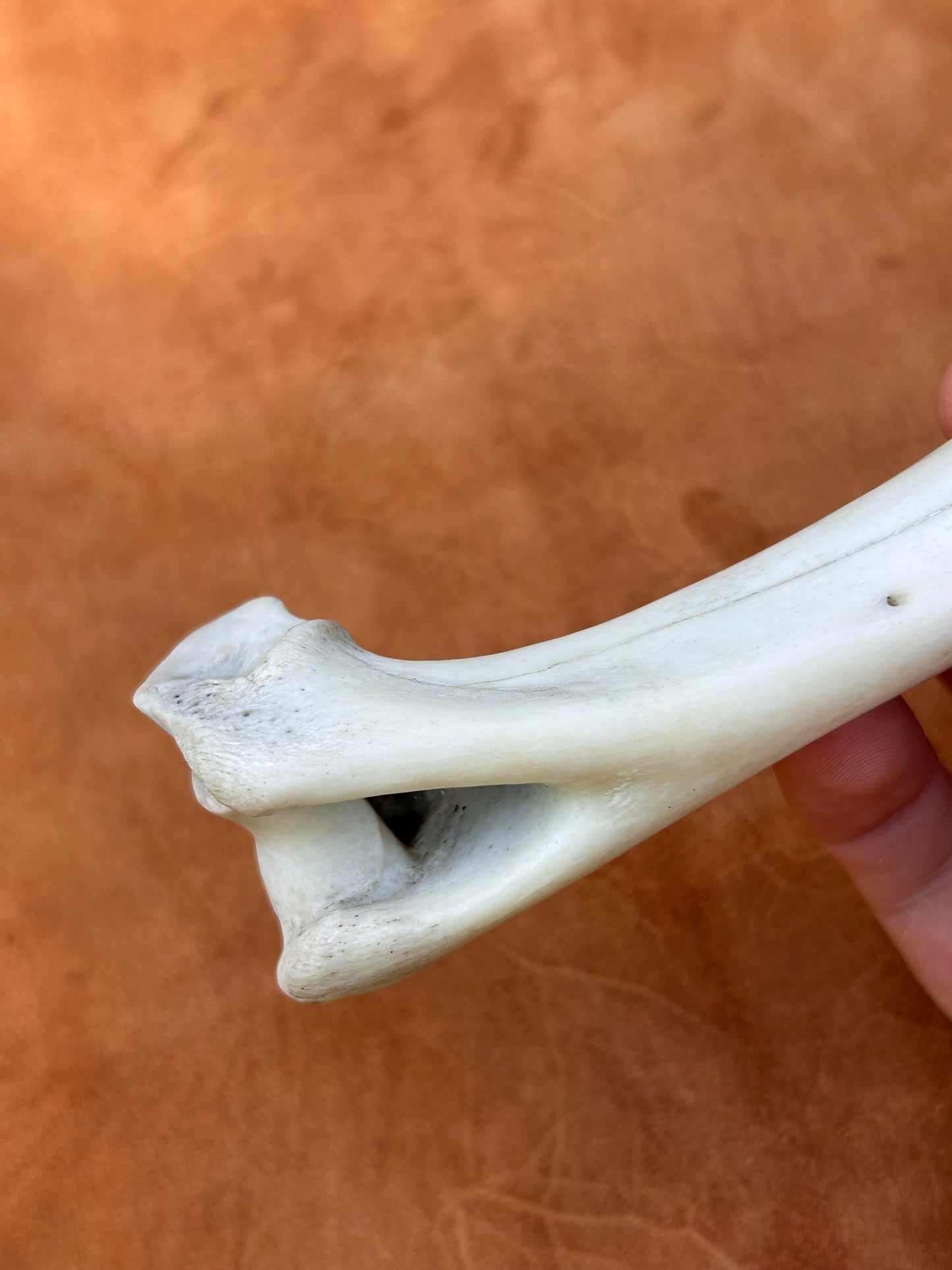 Bone Handle Obsidian Dagger